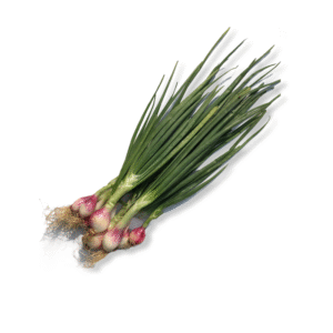 Spring onion